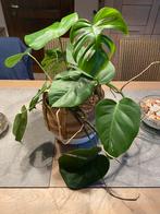 Monstera variegata deliciosa, Huis en Inrichting, Kamerplanten, Ophalen of Verzenden