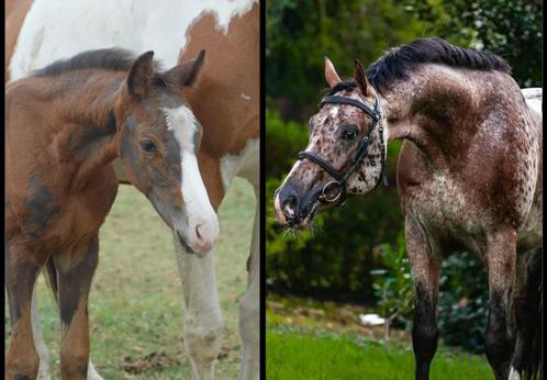 Top gespot KWPN-veulen, zeer goede moederstam, Dieren en Toebehoren, Paarden, Hengst, Niet van toepassing, 170 tot 175 cm, 0 tot 2 jaar
