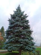 grote kerstboom, Gebruikt, Ophalen of Verzenden