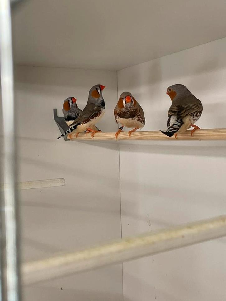 Zebravinken, Dieren en Toebehoren, Vogels | Overige Vogels