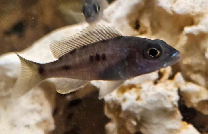 Sciaenochromis fryeri iceberg ahli malawi cichlide, Dieren en Toebehoren, Vissen | Aquariumvissen, Zoetwatervis, Vis