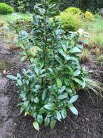 Laurier Prunus Laurocerasus Rotundifolia., Jardin & Terrasse, Plein soleil, Été, Enlèvement ou Envoi, 100 à 250 cm