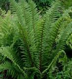 dryopteris affinis of geschubde mannetjesvaren in pot 4 x, Tuin en Terras, Ophalen