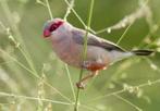 Napolionnetjes, Meerdere dieren, Tropenvogel, Geringd