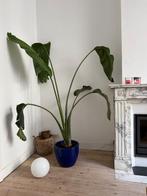 Strelitzia plant, Tuin en Terras, Ophalen