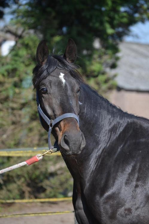 Nakom. hengsten van Hardrock Z, Liamant w, Fontaine Tn, Dieren en Toebehoren, Paarden, Hengst, Onbeleerd, 3 tot 6 jaar