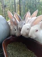 Vlees konijn, Dieren en Toebehoren, Konijnen, Groot, 0 tot 2 jaar