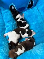 Dwergteckel pups, België, CDV (hondenziekte), 8 tot 15 weken, Korthaar