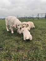 Speelse Golden Retriever pups, Dieren en Toebehoren, Honden | Retrievers, Spaniëls en Waterhonden, Golden retriever, België, Fokker | Hobbymatig