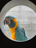 Blauwkeel ara man 2022, Dieren en Toebehoren, Mannelijk, Papegaai, Geringd