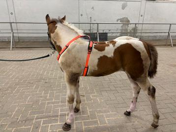 Fluo-oranje veulen harnas van het merk Sprenger beschikbaar voor biedingen