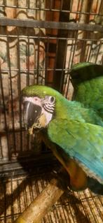 Miligoldara, Mâle, Perroquet, Domestique