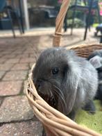 Raszuivere Nederlandse dwerghangoren (NHD), Dieren en Toebehoren, Meerdere dieren, Dwerg, Hangoor, 0 tot 2 jaar