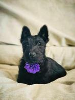 prachtige Belgische schotse terrier pups te koop, Dieren en Toebehoren, Honden | Jack Russells en Terriërs, CDV (hondenziekte)