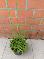 Vaste plant .campanula snij bloem, Vaste plant, Ophalen of Verzenden