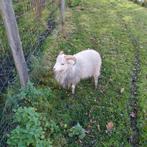 Ouessant, Dieren en Toebehoren, Schapen, Geiten en Varkens