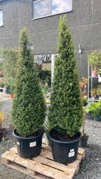Ilex crenata strong caroline 160cm hoog, Ophalen