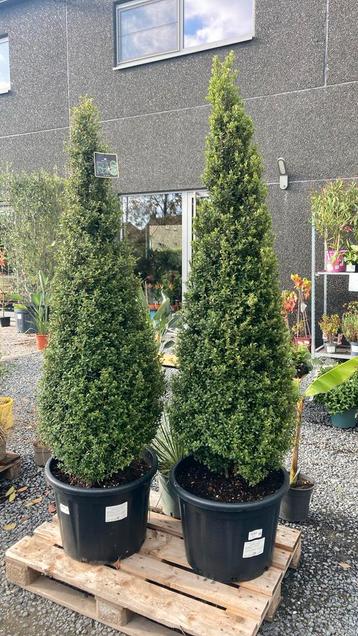 Ilex crenata strong caroline 160cm hoog beschikbaar voor biedingen
