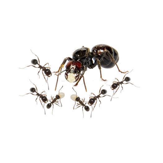 Messor barbarus koningin met 10-20 werksters, Dieren en Toebehoren, Insecten en Spinnen, Mieren