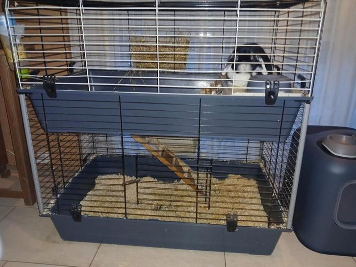 Gratis kot + 1 tam konijn, langoor (vrouwtje)., Dieren en Toebehoren, Knaagdieren en Konijnen | Hokken en Kooien, Konijn, Ophalen