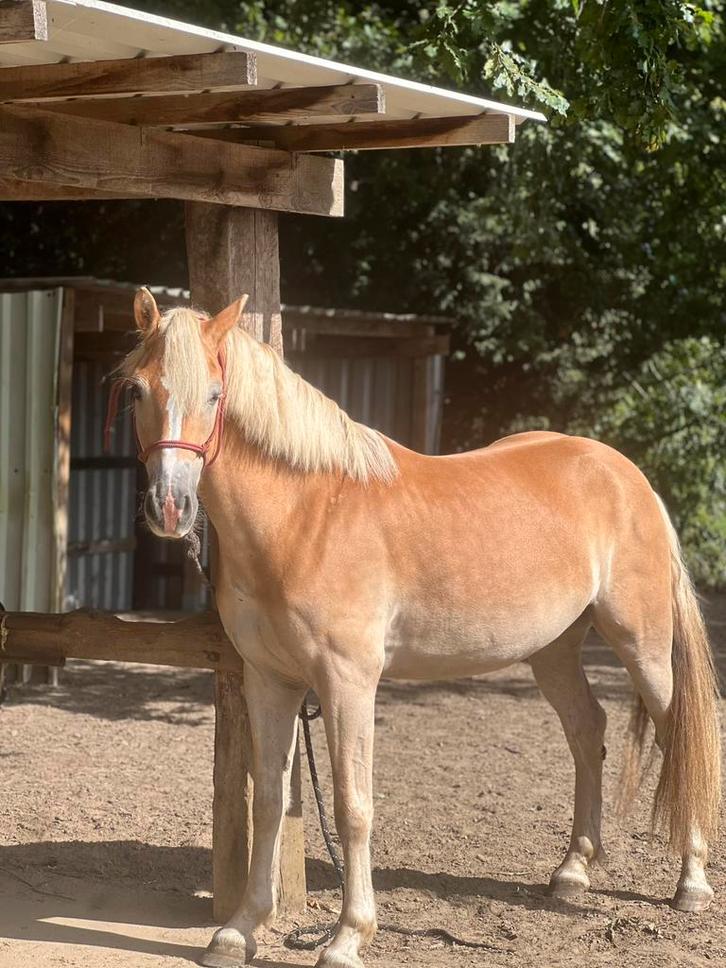 Halve staal met lieve haflingertje, Dieren en Toebehoren, Pony's, Ruin, Niet van toepassing, E pony (1.48m - 1.57m), Recreatiepony