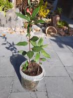 Laurier boompje of struikje Laurus Nobilis voor keuken, Tuin en Terras, Planten | Bomen, Ophalen of Verzenden