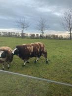 Sterke bok schaap dekram, Dieren en Toebehoren, Schapen, Geiten en Varkens, Schaap