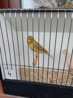 Kanarie, Dieren en Toebehoren, Vogels | Kanaries