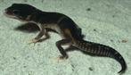 Luipaardgekko trio 0.0.3 black night, Dieren en Toebehoren, Reptielen en Amfibieën, Hagedis, Tam, 0 tot 2 jaar