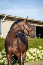 Bloedmooie en intelligente dressuurmerrie te koop, Dieren en Toebehoren, Paarden, Merrie, Gechipt, Dressuurpaard, Zadelmak