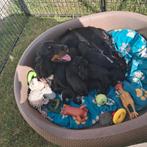 Zwarte engelse cocker spaniël pups, Dieren en Toebehoren, België, Fokker | Hobbymatig, 8 tot 15 weken, CDV (hondenziekte)