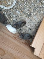 Chinese dwergkwartels, Meerdere dieren