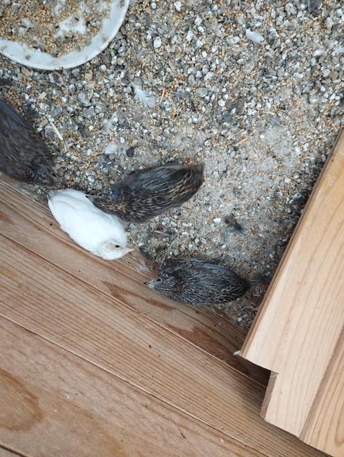 Chinese dwergkwartels, Dieren en Toebehoren, Vogels | Overige Vogels, Meerdere dieren