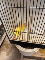 dwergpapegaaitjes, Geringd