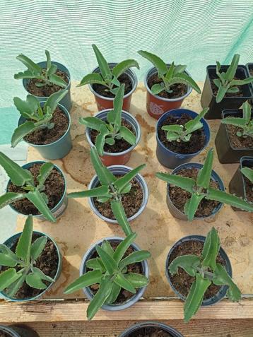 Mother of thousands kamerplant disponible aux enchères