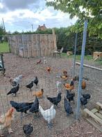 Kippen en hanen van 10 verschillende rassen alles raszuiver, Dieren en Toebehoren, Pluimvee