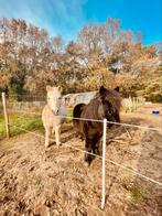 Stalling/weidegang aangeboden op mini paddock paradise!, Dieren en Toebehoren, 1 paard of pony, Weidegang