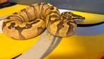 Ball python vrouw, Dieren en Toebehoren, Slang, Tam, 0 tot 2 jaar