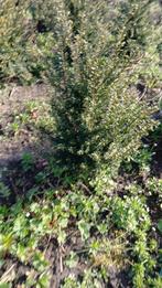 Haie sempervirente (laurier), Jardin & Terrasse, Plantes | Arbustes & Haies, Moins de 100 cm, Taxus, Enlèvement ou Envoi, Haie