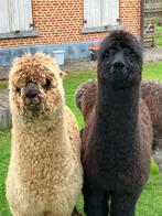 Lieve,tamme alpaca merrietjes van 2024., Dieren en Toebehoren