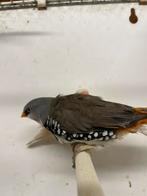 Diamant vink, Dieren en Toebehoren, Mannelijk