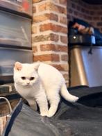 Lief en speels britse korthaar kittens, Dieren en Toebehoren, Meerdere dieren, Gechipt, 0 tot 2 jaar