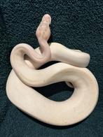 Ball python Ivory 66% Het clown, Dieren en Toebehoren, Reptielen en Amfibieën, Slang, Tam, 0 tot 2 jaar