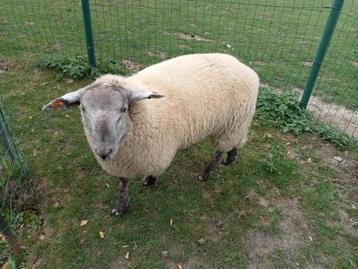 Mannelijke schapen 7 maanden  beschikbaar voor biedingen