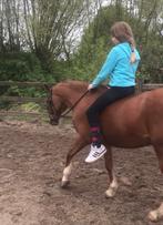 Verzorgpony gezocht, Dieren en Toebehoren