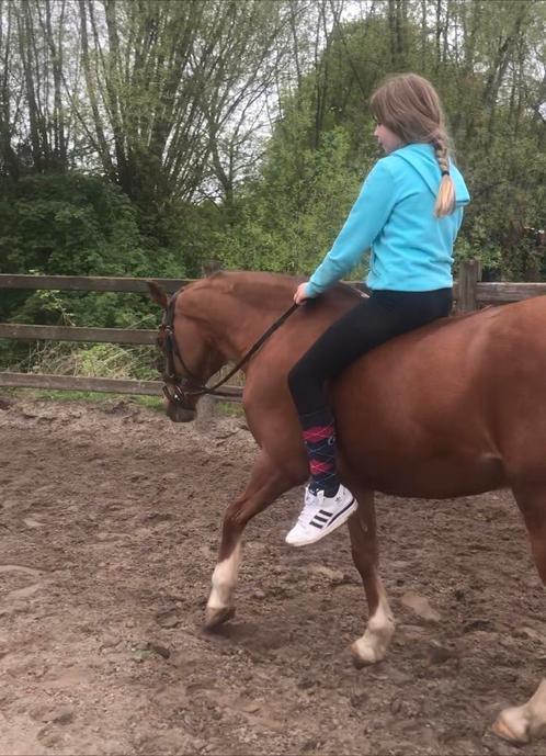 Verzorgpony gezocht, Dieren en Toebehoren, Pony's