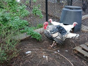 Trio ronquiere kalkoenen hermelijn kleur beschikbaar voor biedingen