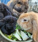 Groep van 3 rasechte tamme franse hangoor, Dieren en Toebehoren, Konijnen, Meerdere dieren, Groot, Hangoor, 0 tot 2 jaar