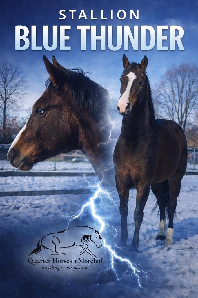 Quarter étalon, Animaux & Accessoires, Chevaux, Étalon, Non dressé, Moins de 160 cm, 0 à 2 ans, Cheval western, Avec pedigree