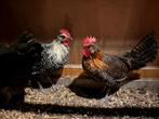 2 Zottegemse hoen hanen, Dieren en Toebehoren, Pluimvee, Mannelijk, Kip
